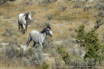 01-Wild-Horses-TRNP