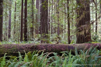 Prairie Creek Redwoods