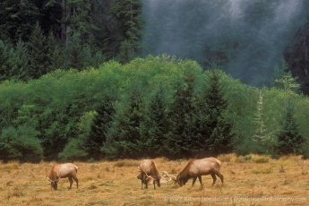 Roosevelt Elk