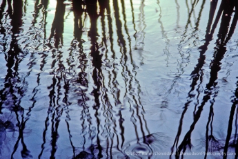 Pond Silhouettes