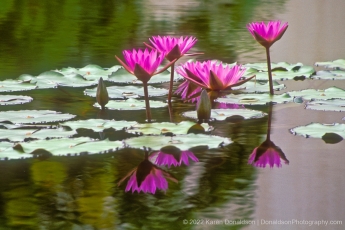 Lilies