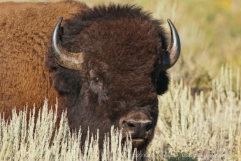 Bison