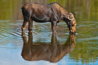 Moose Calf