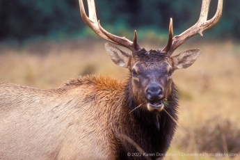 Roosevelt Elk