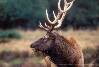 Roosevelt Elk