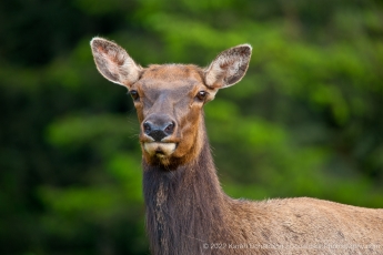 Roosevelt Elk