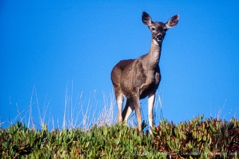 Fawn