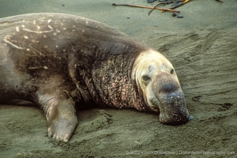 Elephant Seal