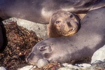 Elephant Seal