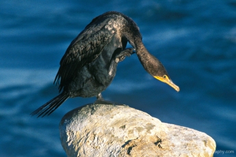 Double Crested Cormorant