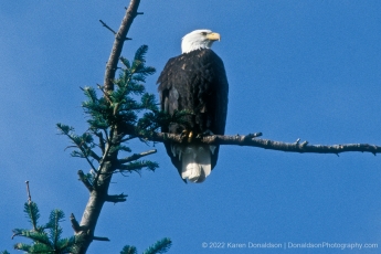 Bald Eagle