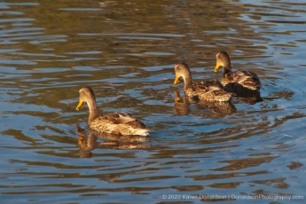 Three Ducks