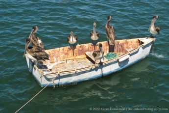 Pelican Boat