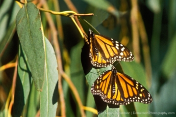 Monarch Butterflies