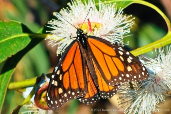 Monarch Butterfly