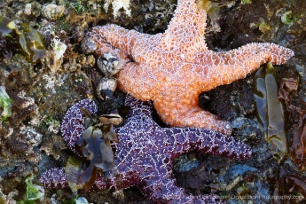 Sea Stars