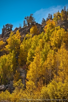 Bishop Creek Fall Color