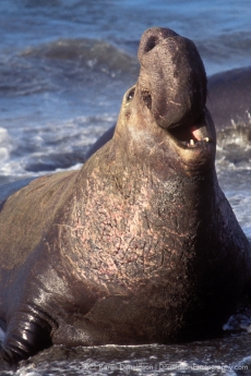 Elephant Seal