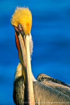 California Brown Pelican