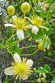 Pipestems (clematis lasiantha)