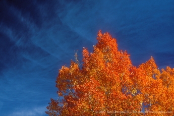 Aspen and Sky