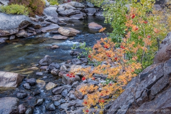 Stream & Berries