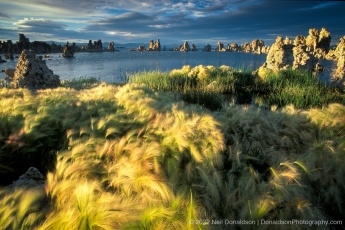 Mono Lake Tufa and Grass