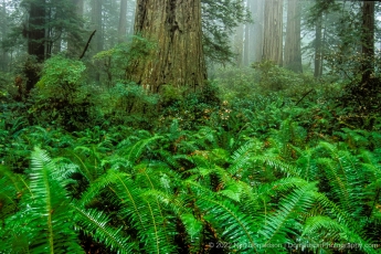 Redwoods and Ferns