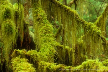 Dripping Moss