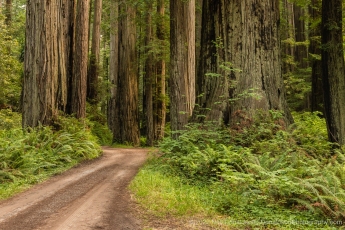 Forest Road