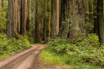 Forest Road