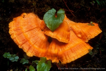 Chicken of The Wood
