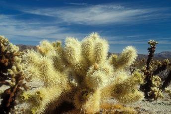 Teddy Bear Cholla