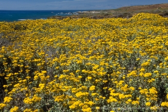 Montana de Oro Yellow Field