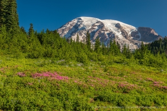 Mt. Ranier Wildflowers