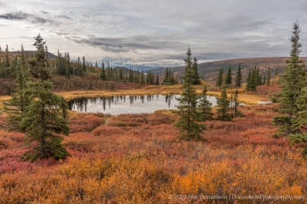 Camp Denali