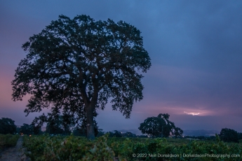 Tree and Lightning