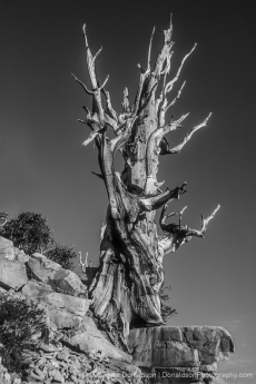 Ancient Bristlecone Pine