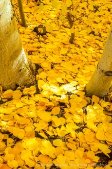 Fallen Aspen Gold