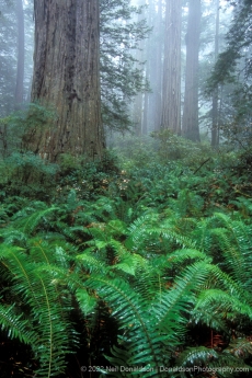 Redwood and Ferns