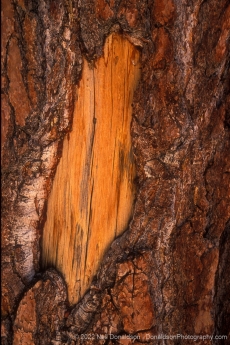 Tree Trunk