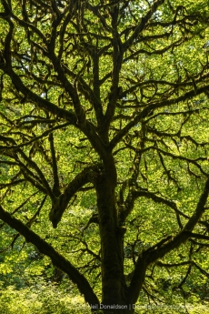 Tree Abstract