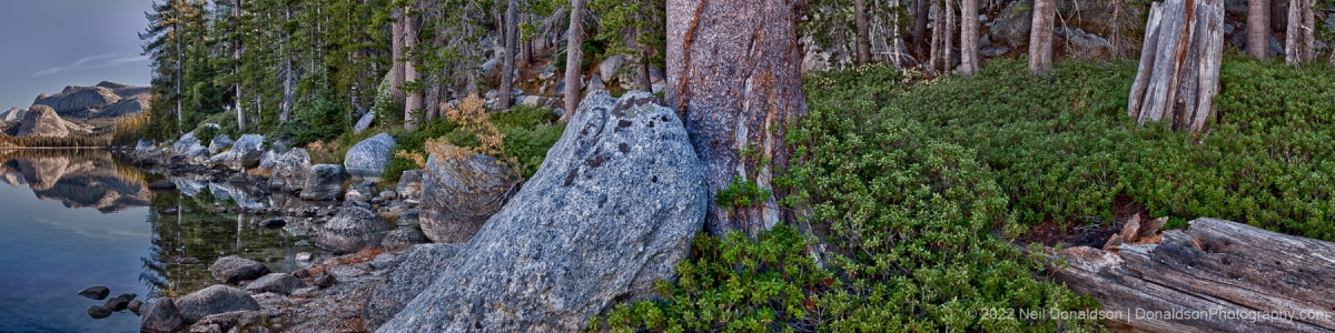 Tenaya Lake Forest Panorama