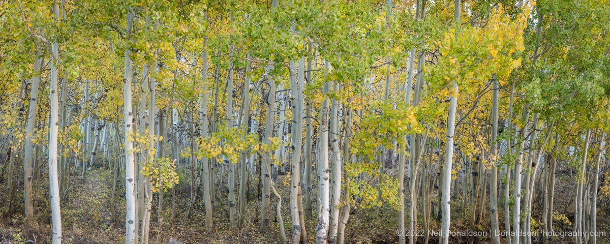 Aspen Stand Panorama