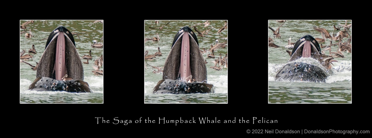 The Saga of the Humpback and the Pelican