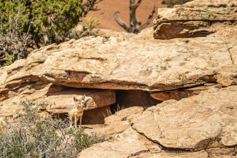 Canyonlands Fox