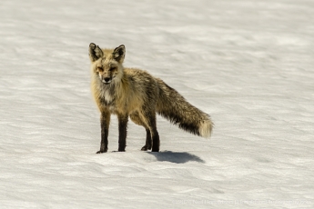 01-Grand-Teton-Fox
