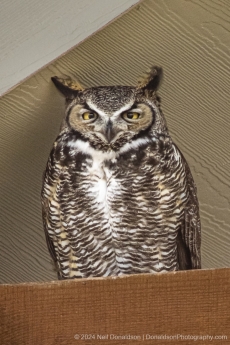 01-Great-Horned-Owl
