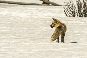 02-Grand-Teton-Fox