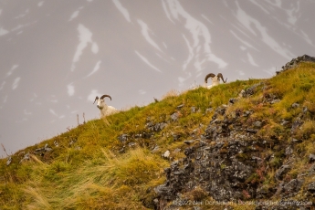 Dall Sheep